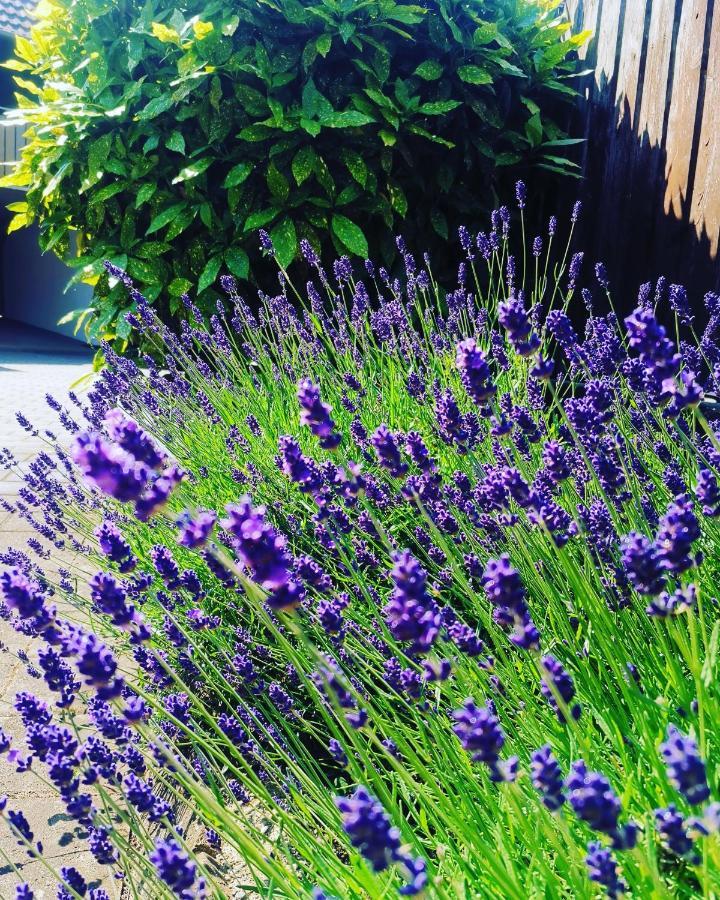 Ferienwohnung Lavanda Rust Eksteriør bilde
